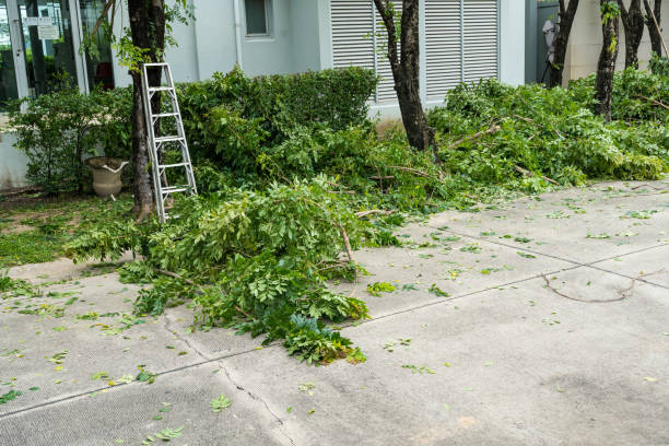 Best Root Management and Removal  in Port Allegany, PA